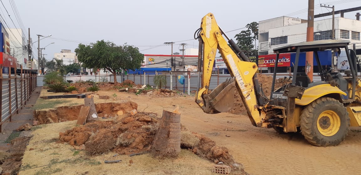 REMOÇÃO PALMEIRAS.jpeg